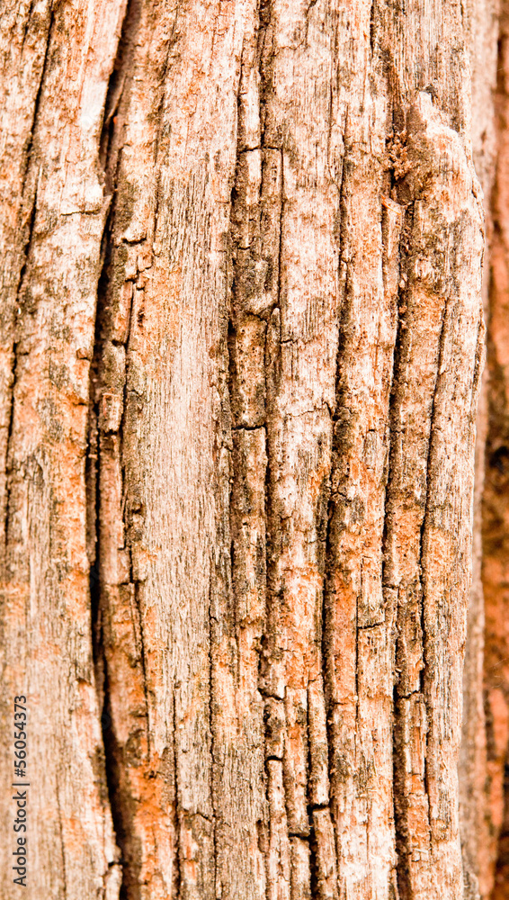 Obraz premium Pattern of wood.