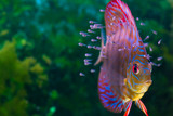 Discus fish with baby fish swimming in aquarium