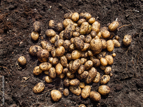 freshly harvested potatoes