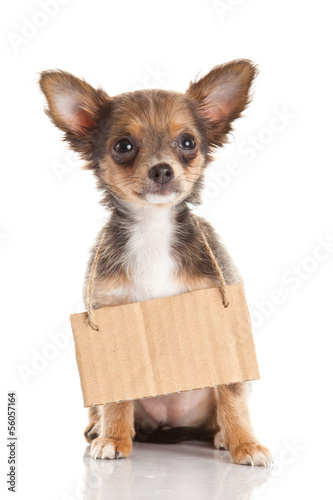 chihuahua isolated on white background