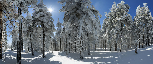Winter trees in Beskid mountains, Poland #56057573