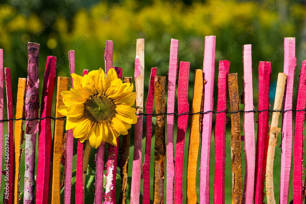 Fototapeta premium Sonnenblume am Gartenzaun