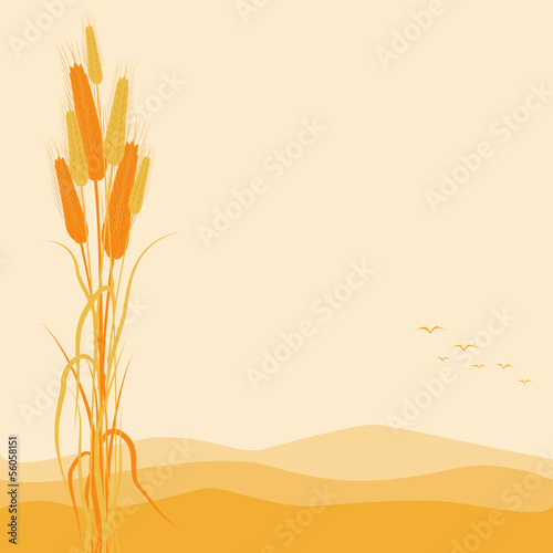 Golden Wheat Ears on Autumn Background