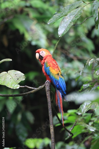 Scarlet Macaw (Ara macao) in Ecuador