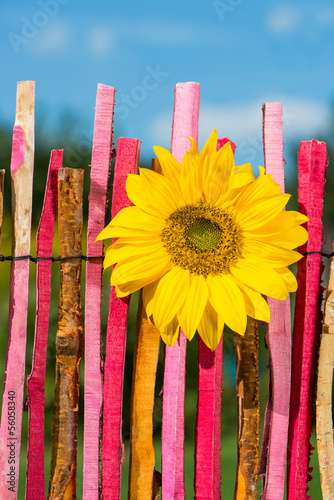 Fototapeta Naklejka Na Ścianę i Meble -  Sonnenblume am Gartenzaun