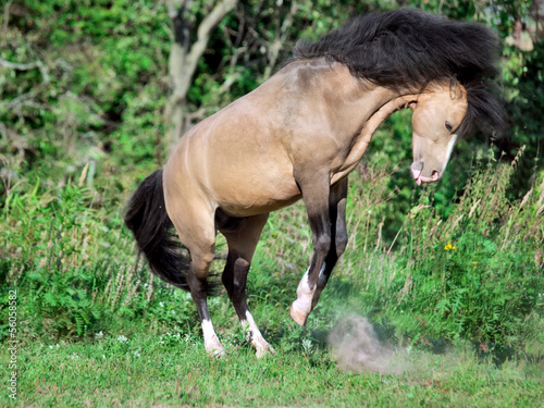buckskin welsh pony in motion
