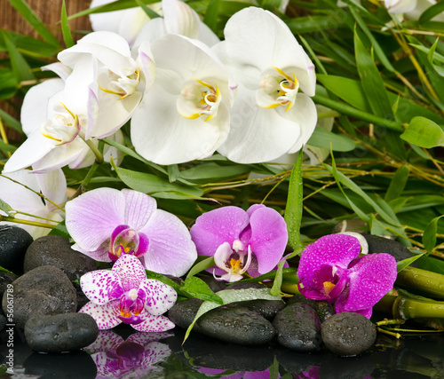 Wellness-Konzept: Orchideen, Bambus, Wasser, Steine
