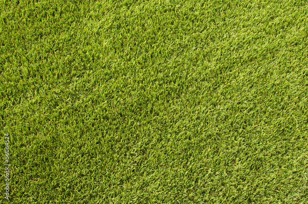 Fototapeta premium green grass