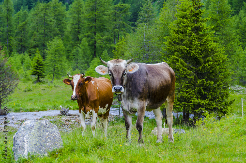 Naklejka premium Cow grazing in an Alpine meadow in summer day