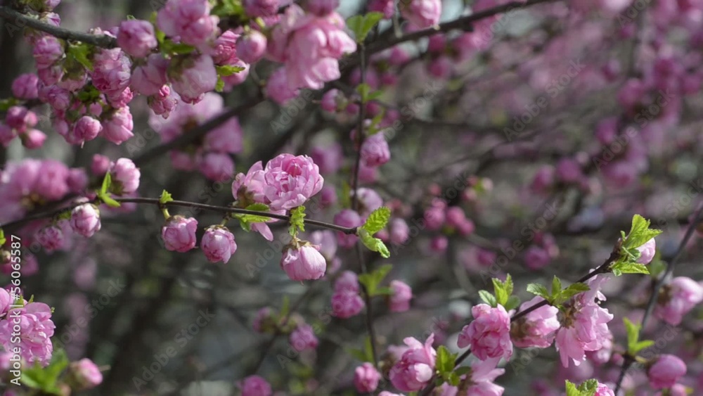 Prunus triloba var. truncata Kom. in spring, South Korea Prunus triloba var. truncata Kom. in spring, South Korea