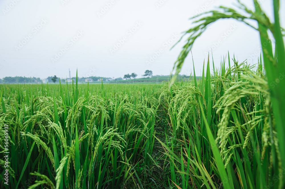 Paddy Rice Fields Paddy Rice Fields