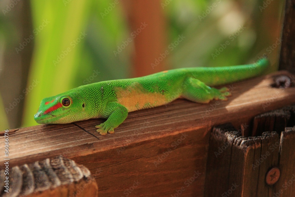 Fototapeta premium lézard coloré