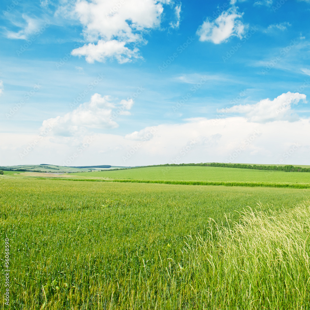 Fototapeta premium field and blue cloudy sky