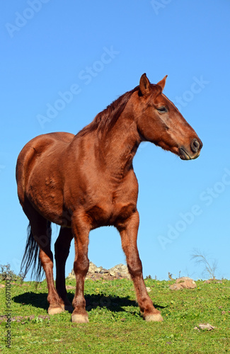 brown horse profile