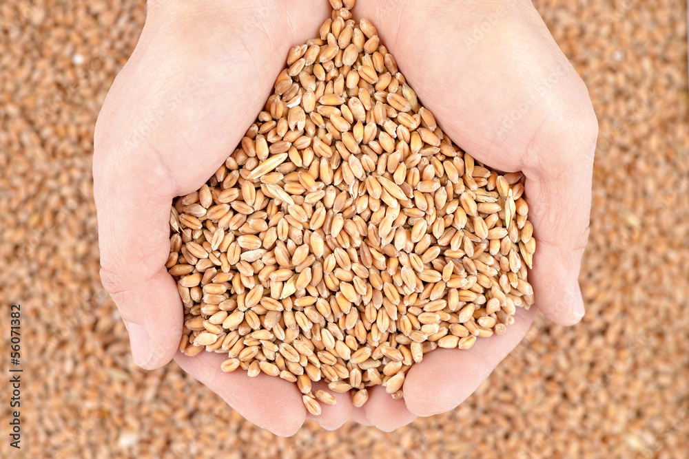 Grains of wheat