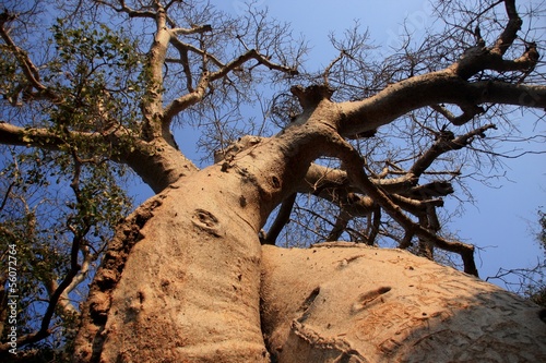 troncs et ramures de baobabs photo