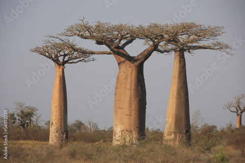 trio de baobabs photo