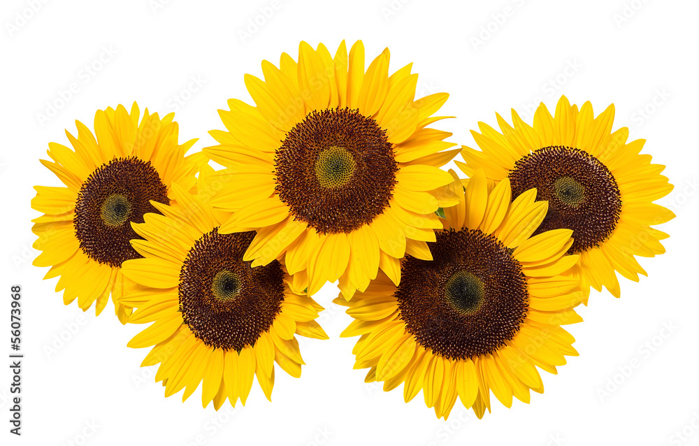 Fototapeta premium Sunflower on a white background.