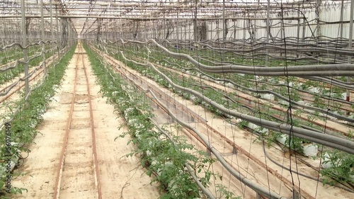 greenhouse tomato