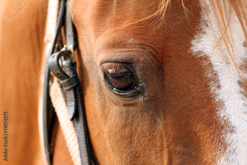 detail of beautiful horse eye © taviphoto