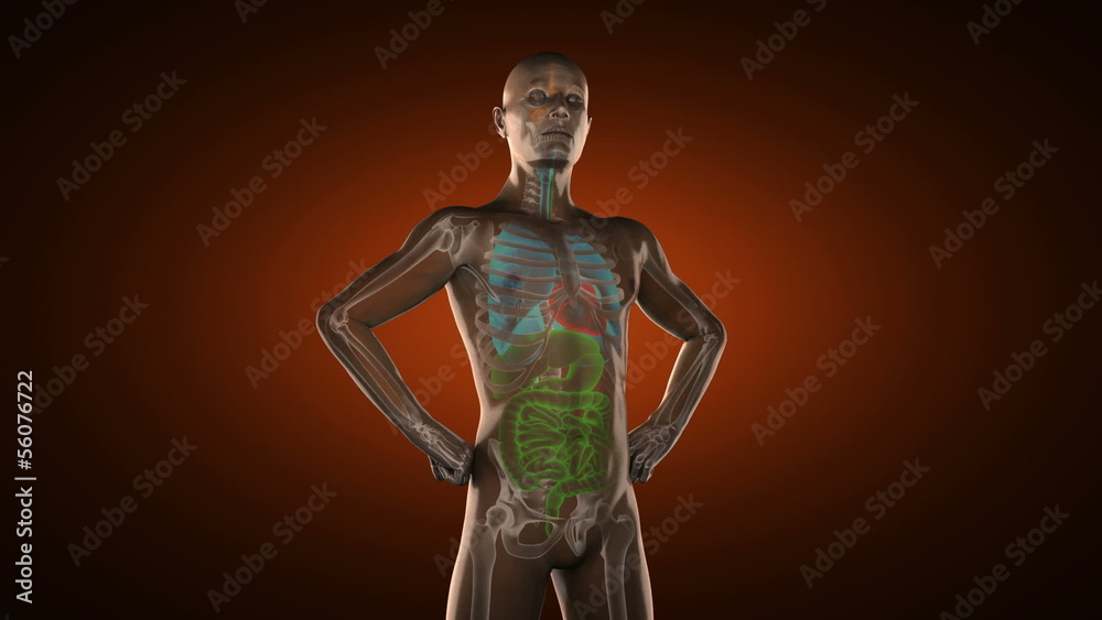 human entrails radiography scan human entrails radiography scan