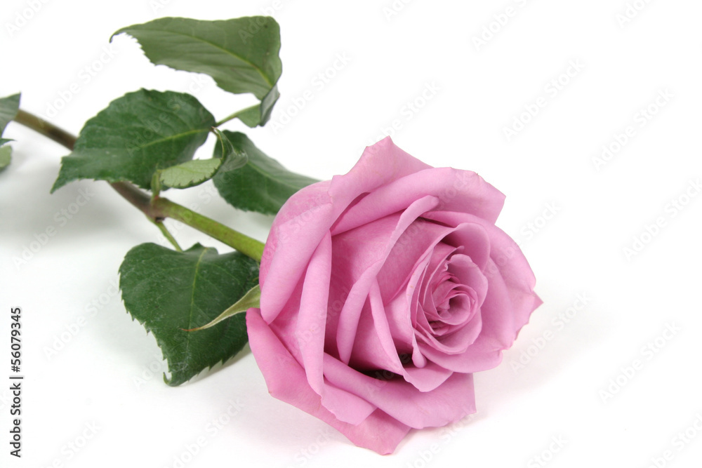 Rose Rose