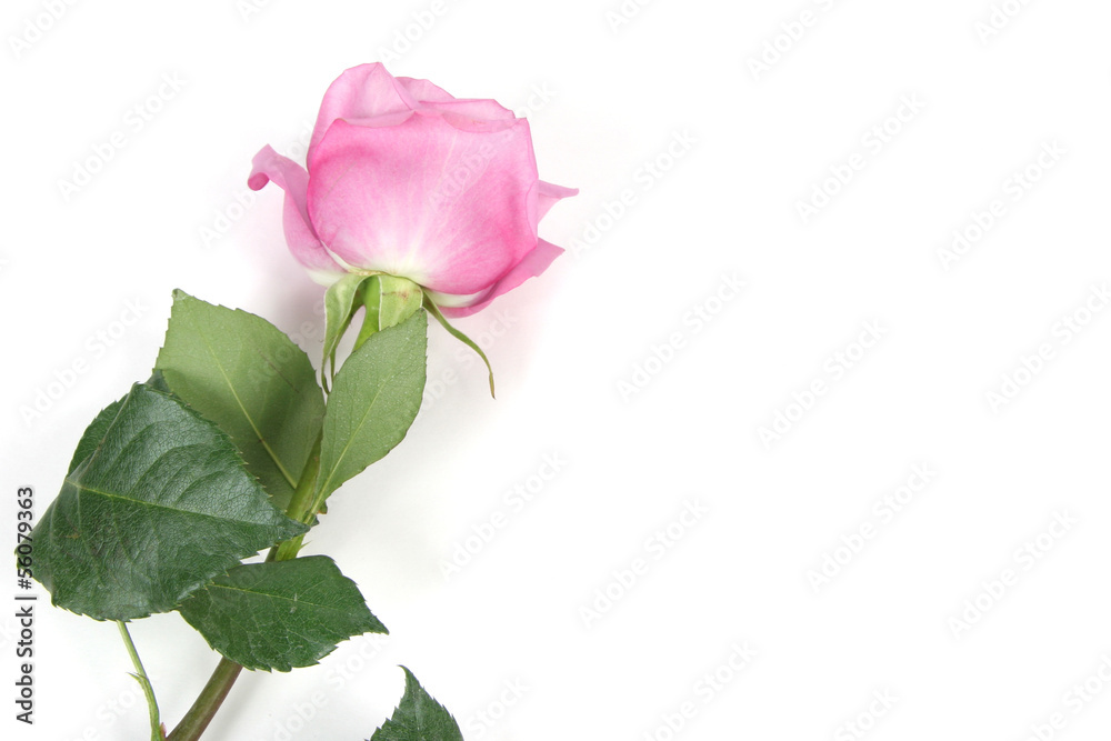 Rose on White Rose on White