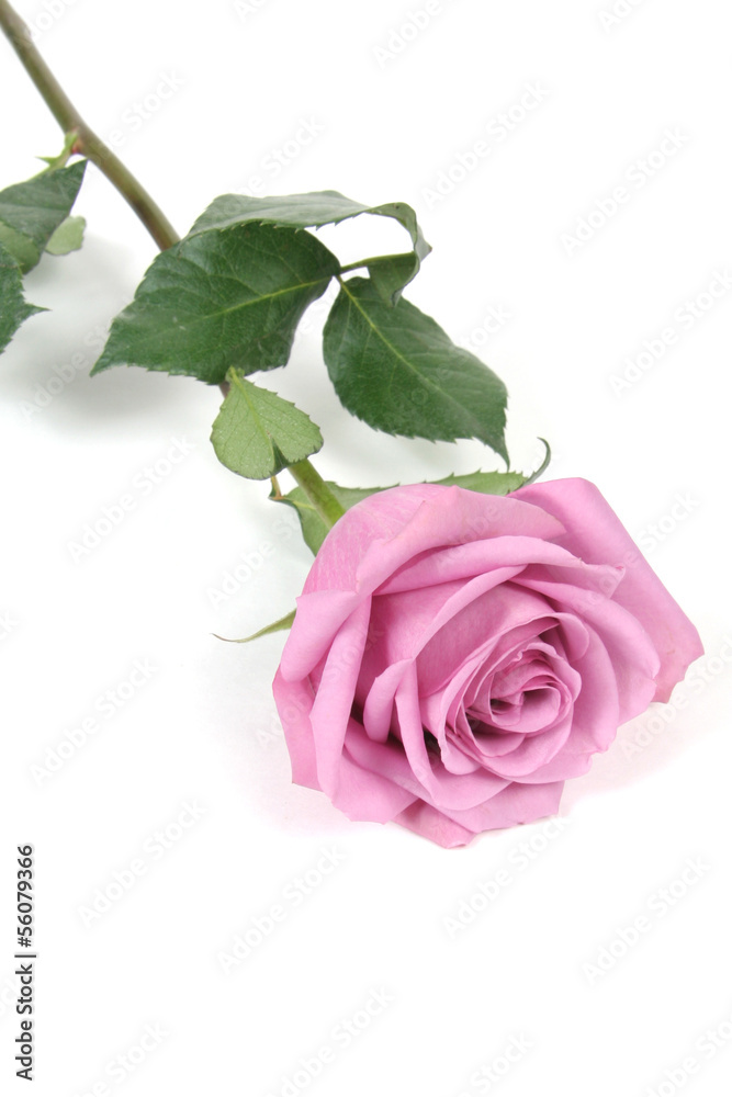 Fototapeta premium Pink Rose
