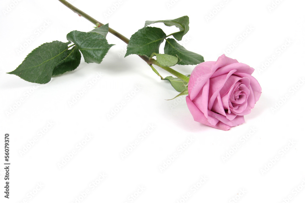 Naklejka premium Rose