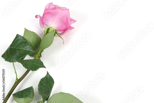 Rose with white Space