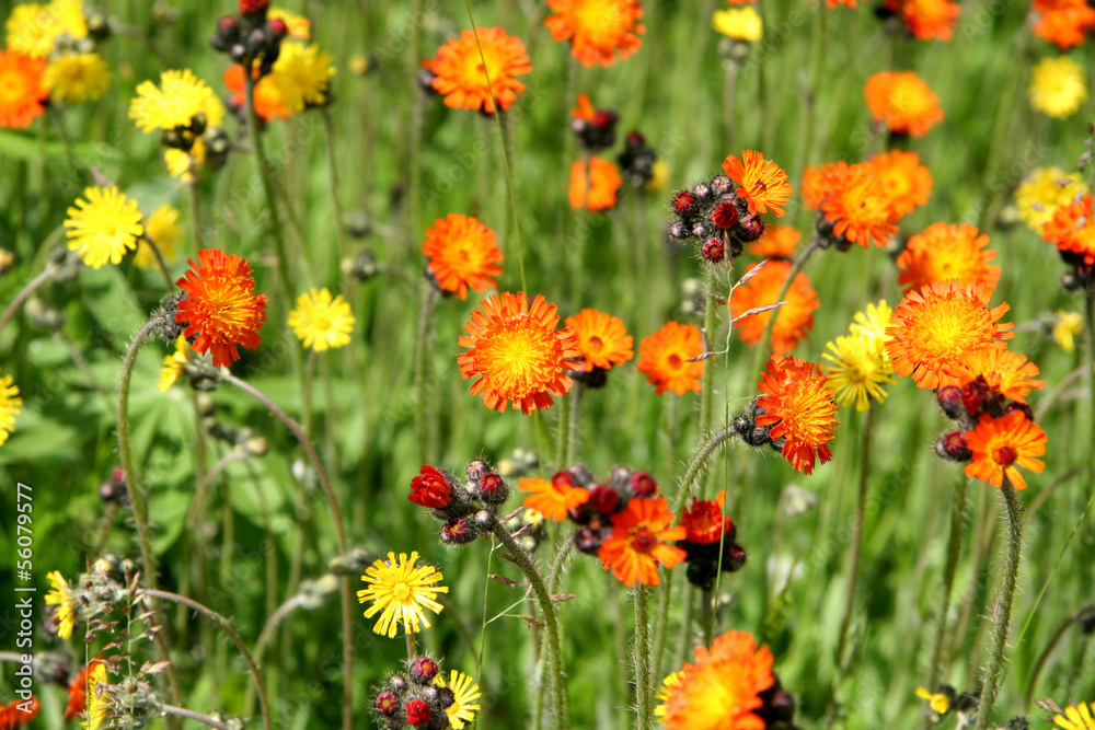 Devils Brush - Orange Flowers