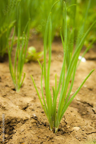 Organically grown onions with chives in the soil. field