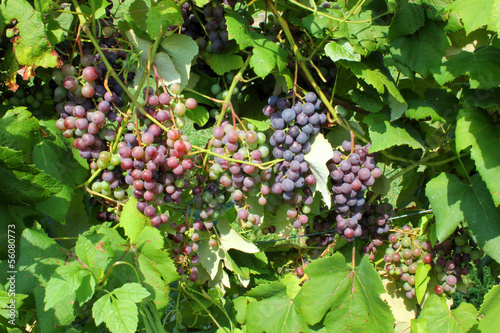 colorful grapes bunch on plant