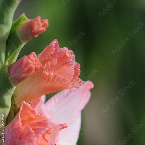 gladiole 79