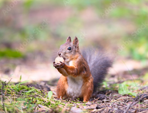 Squirrel with a hazelnut