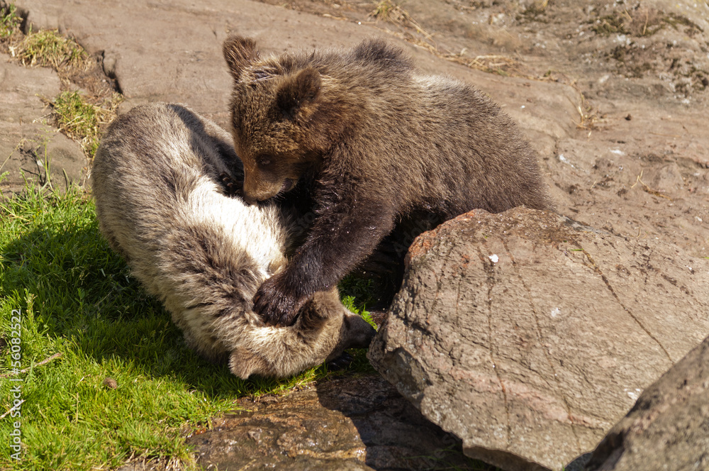 Obraz premium Young brown bears