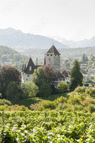 Spiez, historisches Schloss Spiez, Weinberge, Kirschgarten