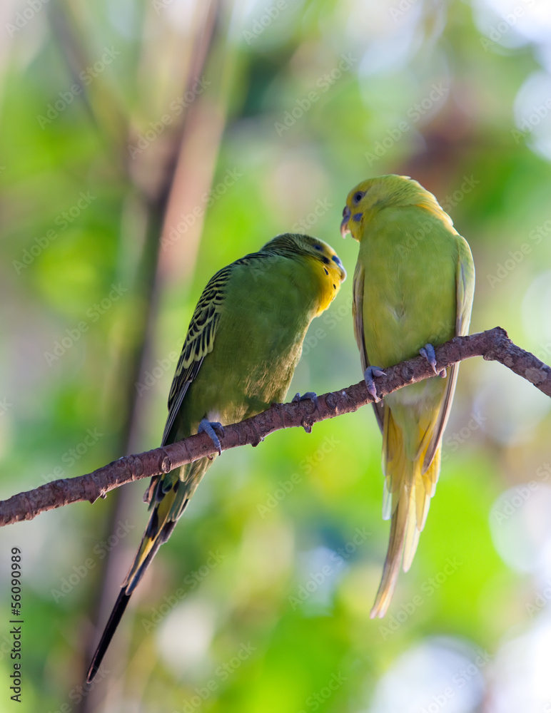 Budgerigars