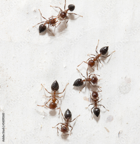 ants on a white wall. macro