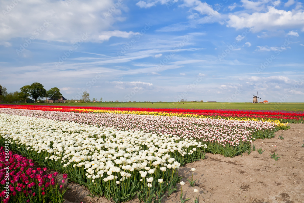colorful tulips on spring fields and windmill