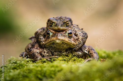 Common Toads mating (Bufo bufo)