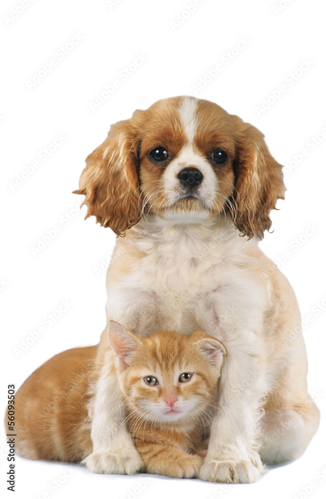 Cavalier King Charles Spaniel und Kätzchen - cat and dog