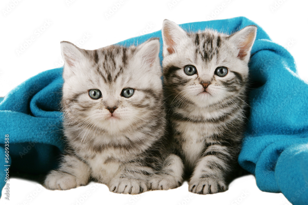 Zwei britisch Kurzhaar Kätzchen - british shorthair kitten