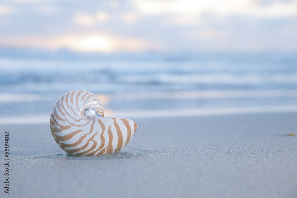 nautilus shell on beach, pale sunrise light and tropical sea nautilus shell on beach, pale sunrise light and tropical sea