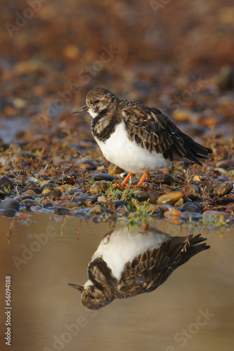 Turnstone, Arenaria interpres