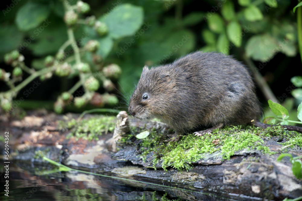 Water vole, Arvicola terrestris Water vole, Arvicola terrestris