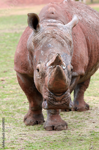 White Rhinoceros