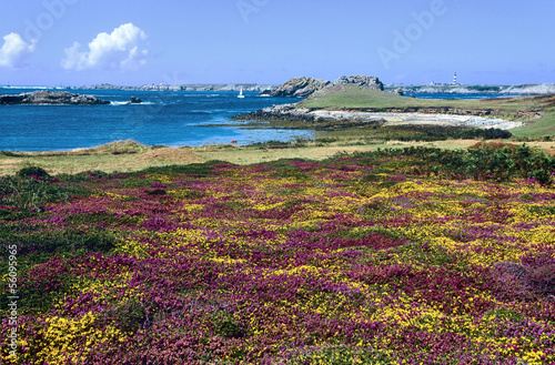 Bruyères et ajons nains à Ouessant, Bretagne