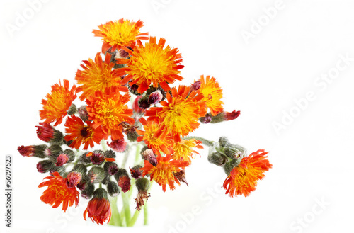 Pilosella aurantiaca Wildflower photo