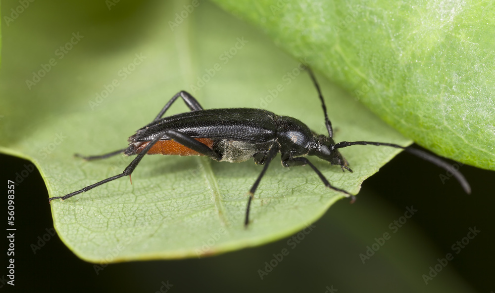 Fototapeta premium Stenurella nigra on leaf, extreme close-up